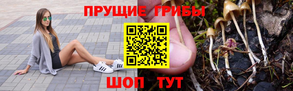 Галлюциногенные грибы Psilocybe  Вход с VPN  Шахты  Псилоцибиновые грибы Psilocybine cubensis 